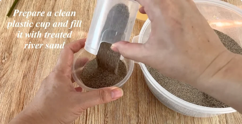 How Potato Peels Can Help Rose Stems Root Faster screenshot 7