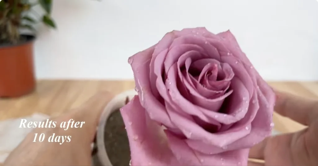 How Potato Peels Can Help Rose Stems Root Faster screenshot 9