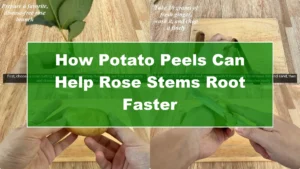 How Potato Peels Can Help Rose Stems Root Faster - Featured Image