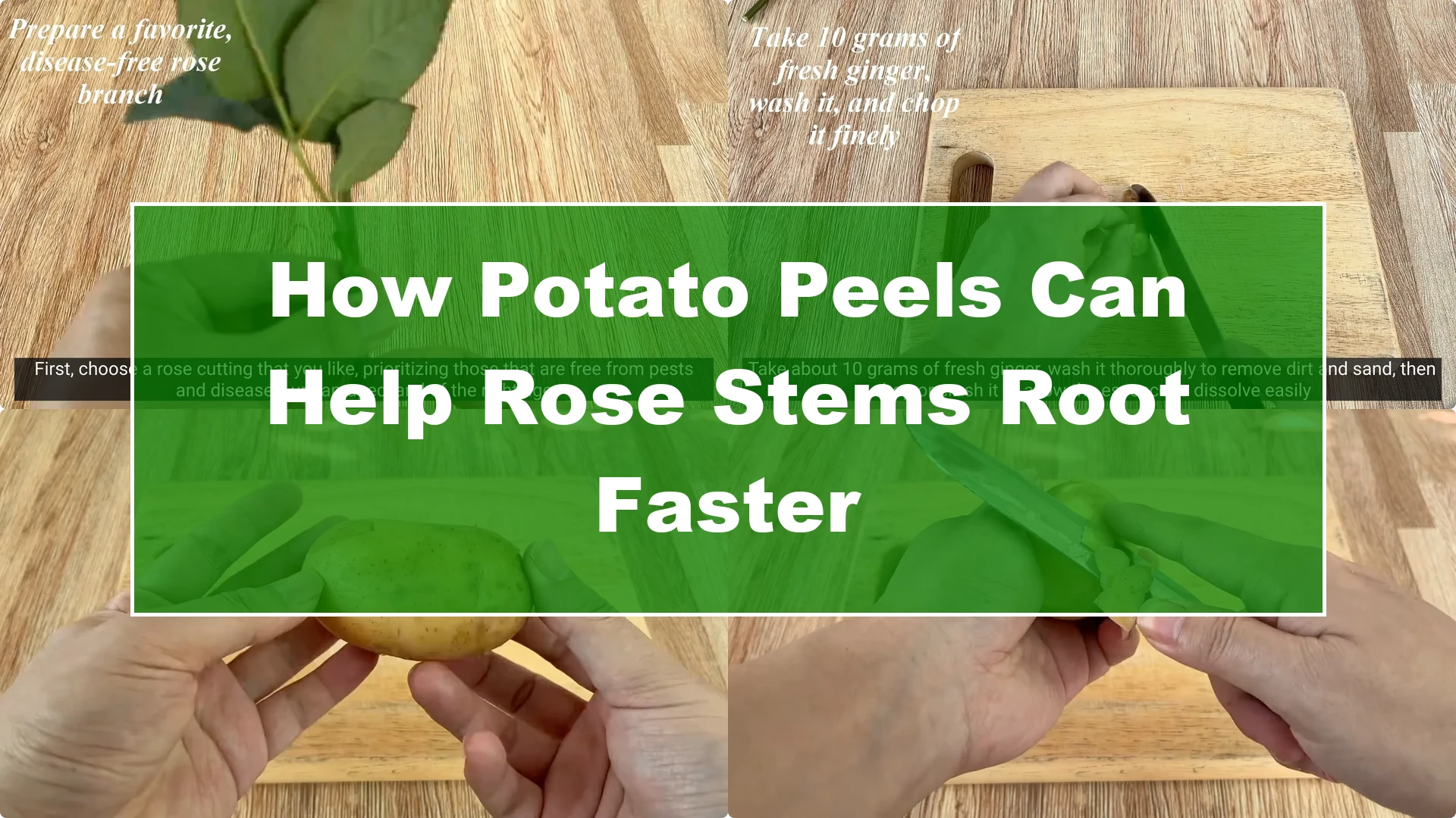 How Potato Peels Can Help Rose Stems Root Faster - Featured Image