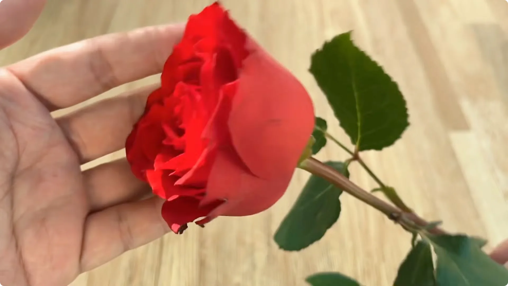 How Rose Cuttings Can Sprout 900% Faster and Bloom Year-Round screenshot 1