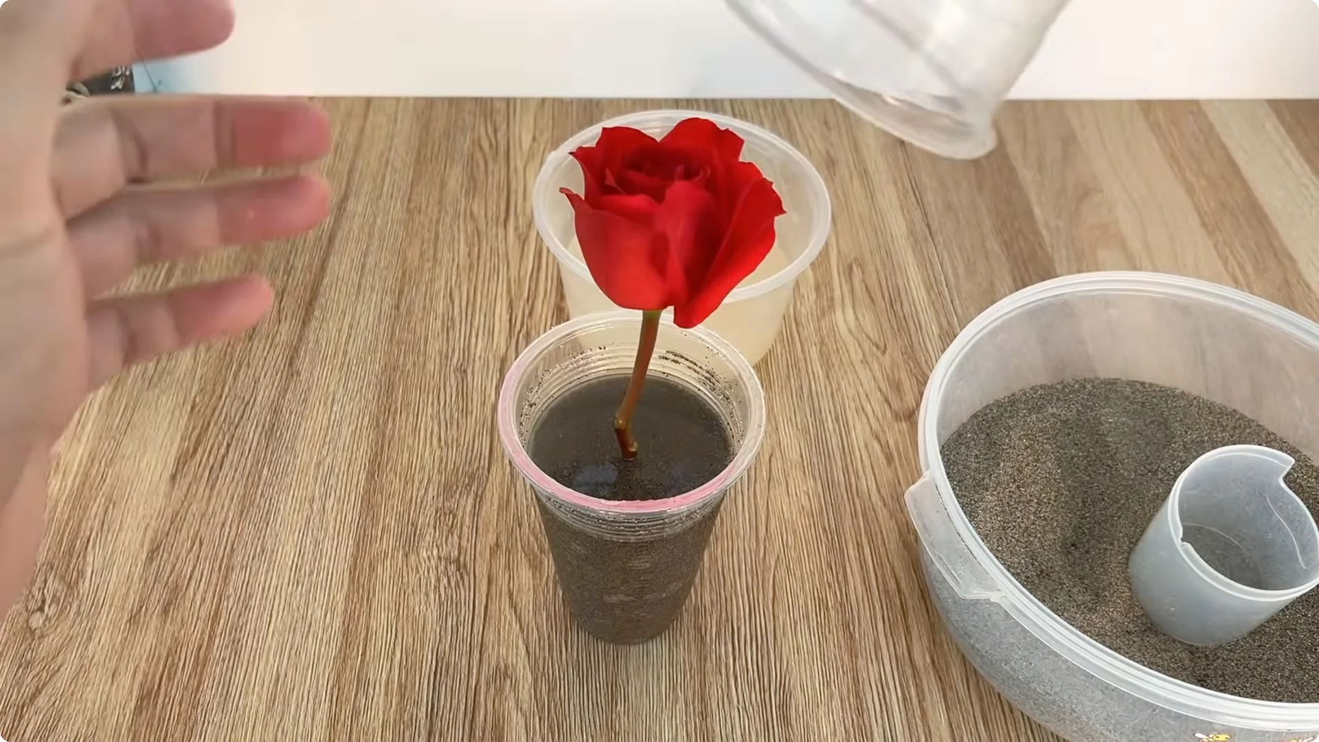 How Rose Cuttings Can Sprout 900% Faster and Bloom Year-Round screenshot 11