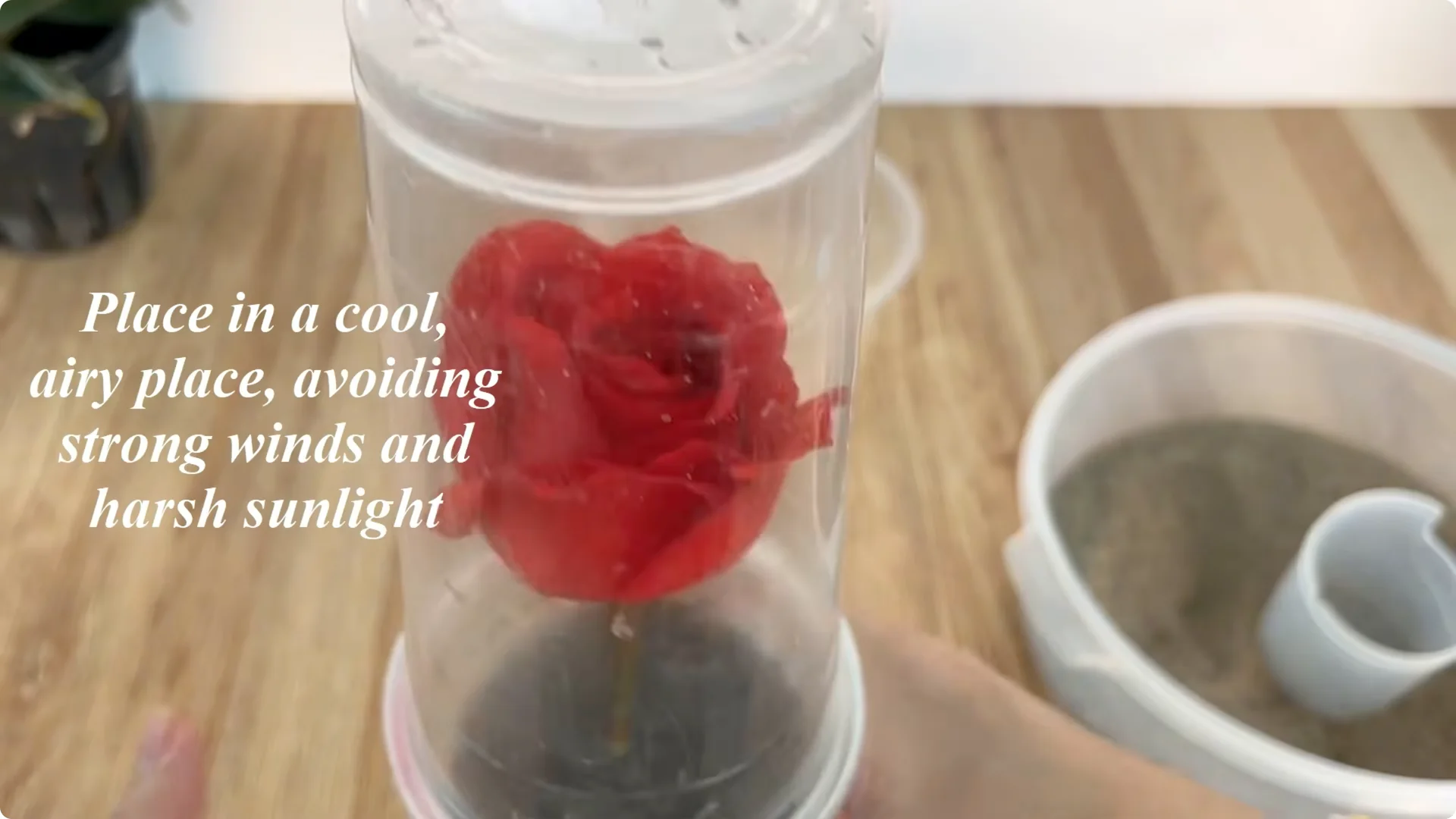 How Rose Cuttings Can Sprout 900% Faster and Bloom Year-Round screenshot 12