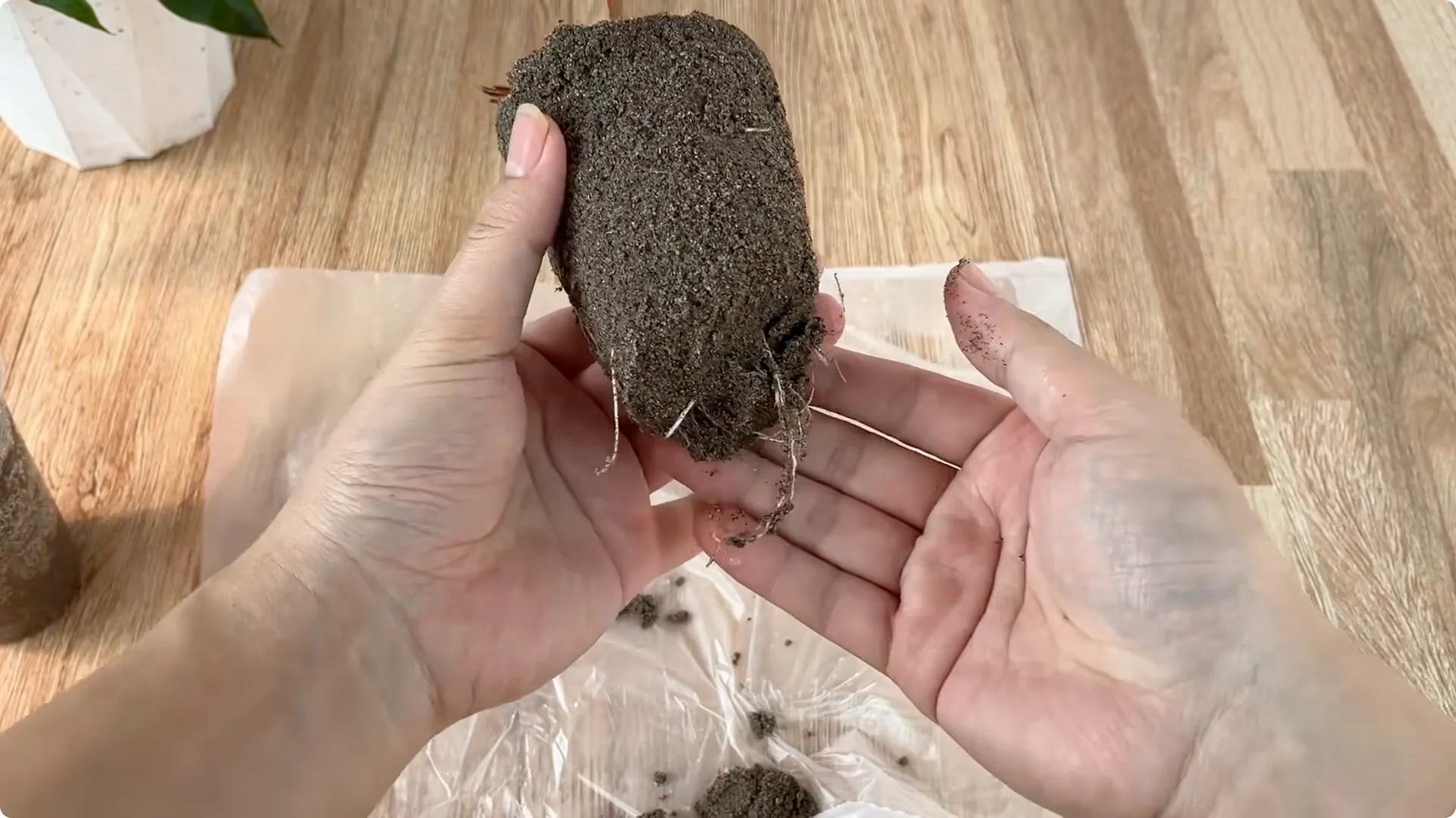 How Rose Cuttings Can Sprout 900% Faster and Bloom Year-Round screenshot 13