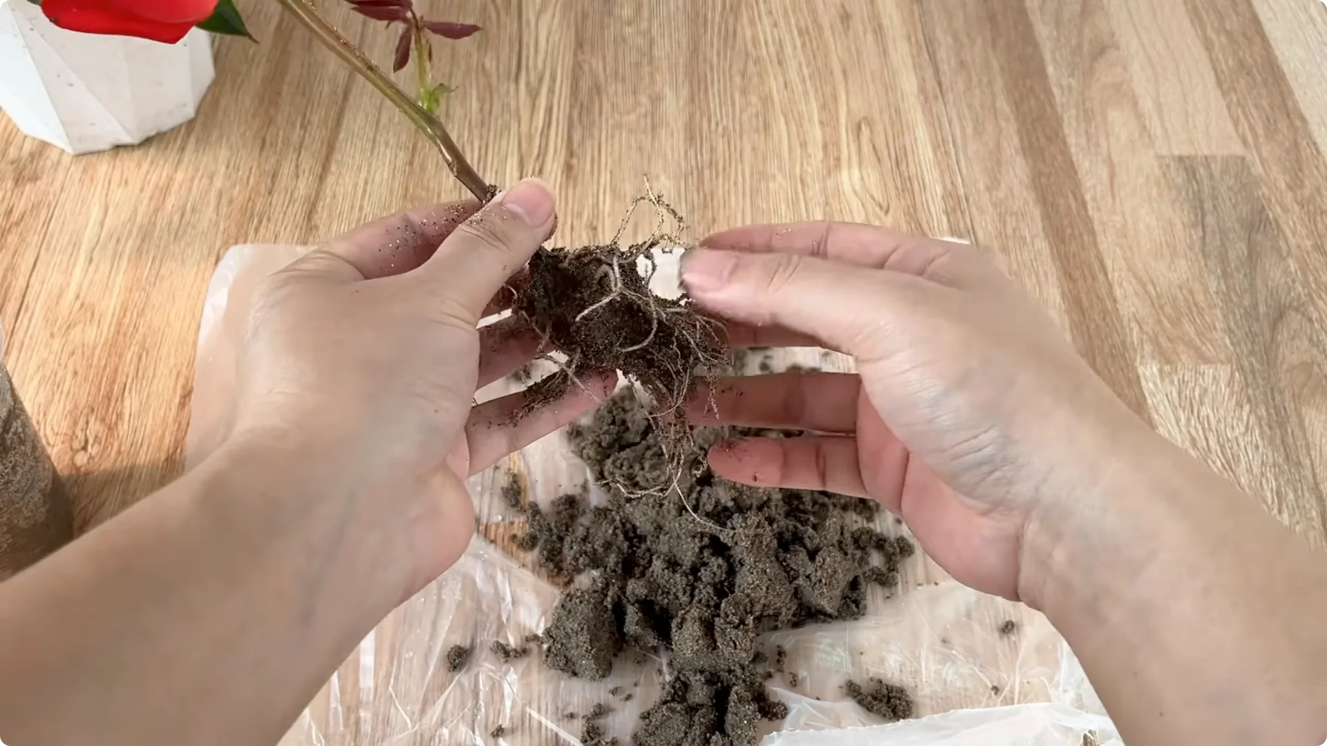 How Rose Cuttings Can Sprout 900% Faster and Bloom Year-Round screenshot 14
