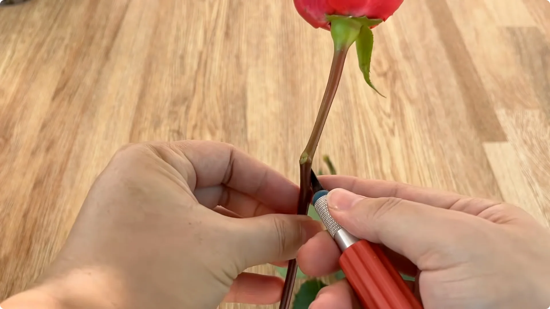 How Rose Cuttings Can Sprout 900% Faster and Bloom Year-Round screenshot 2