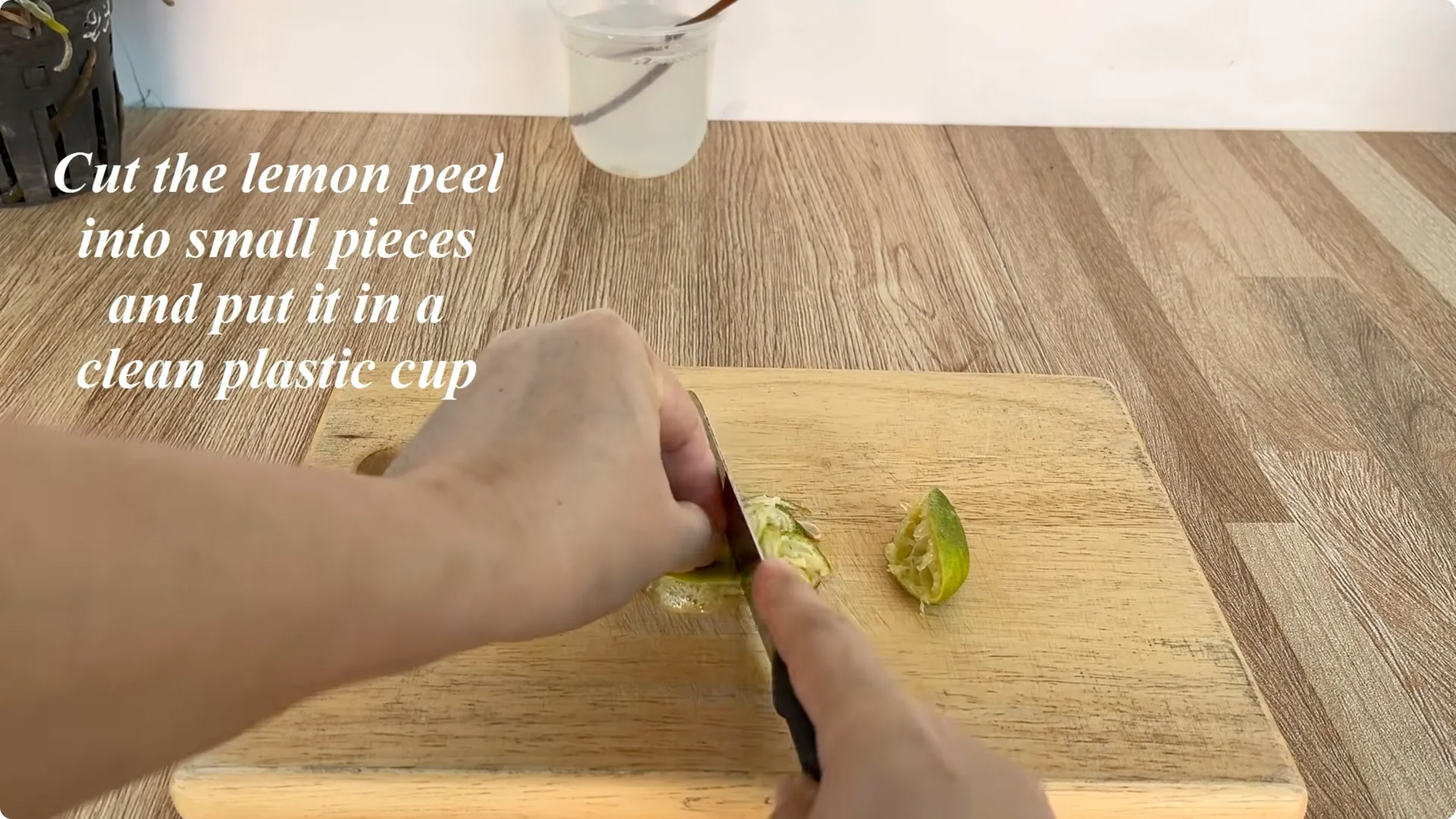 How Rose Cuttings Can Sprout 900% Faster and Bloom Year-Round screenshot 5