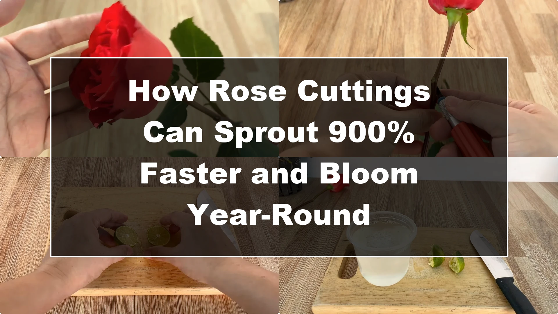 How Rose Cuttings Can Sprout 900% Faster and Bloom Year-Round - Featured Image