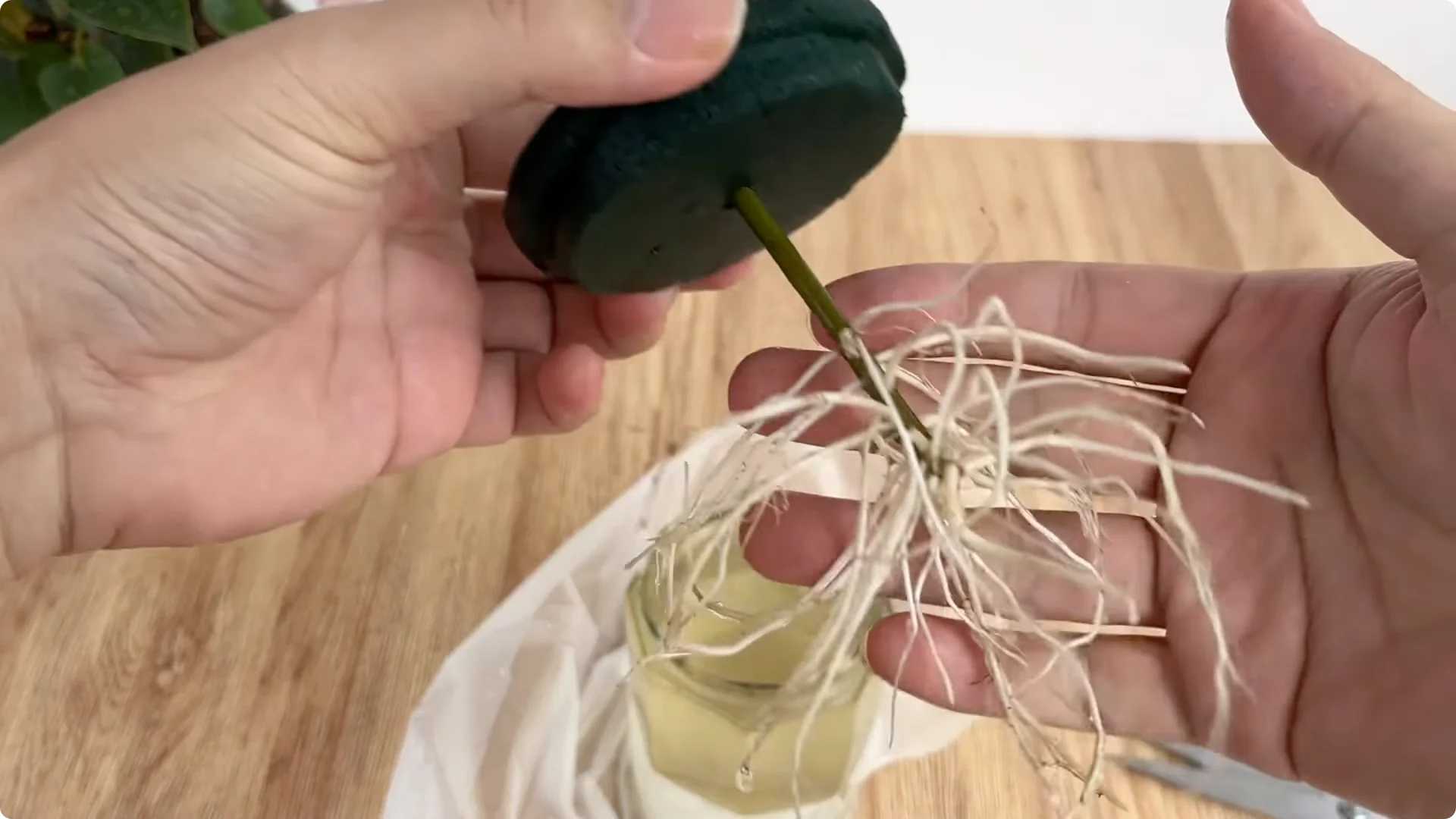 How Rose Cuttings Root and Sprout 9x Faster Than Usual screenshot 8