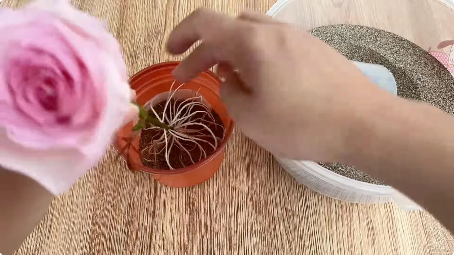How Rose Cuttings Root and Sprout 9x Faster Than Usual screenshot 9