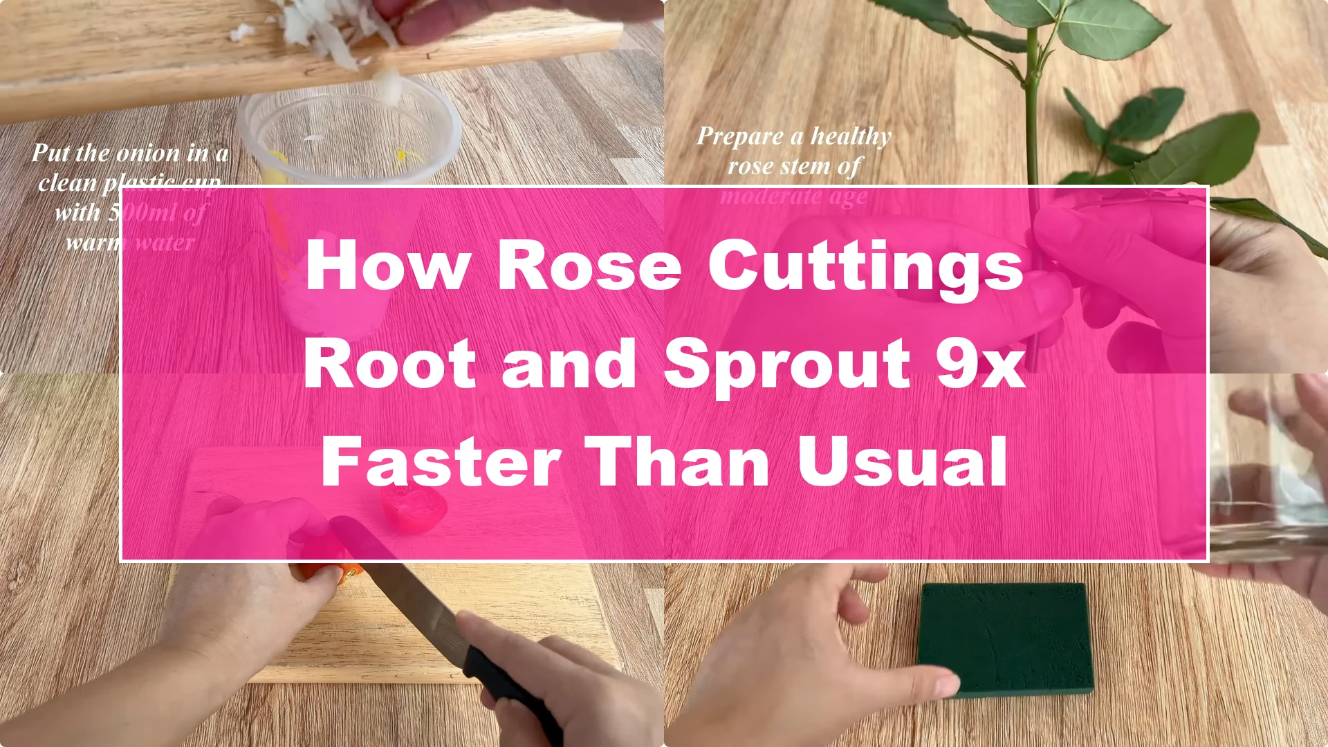 How Rose Cuttings Root and Sprout 9x Faster Than Usual - Featured Image