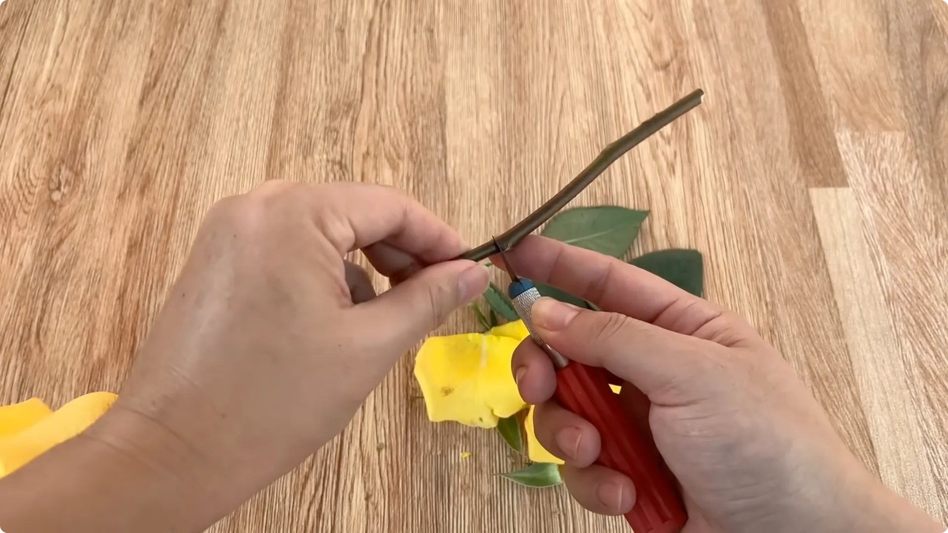 How This Simple Trick Grows Rose Stems with Thousands of Roots screenshot 3