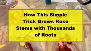 How This Simple Trick Grows Rose Stems with Thousands of Roots - Featured Image