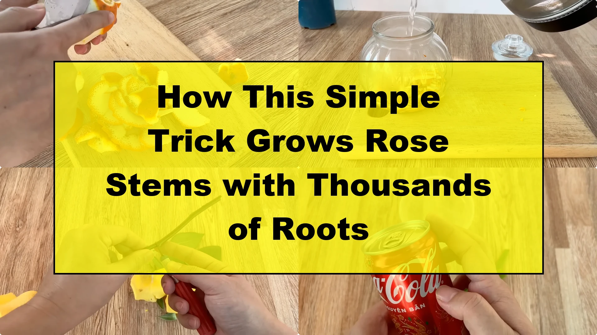How This Simple Trick Grows Rose Stems with Thousands of Roots - Featured Image