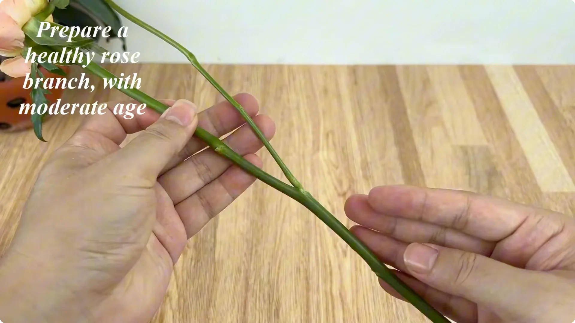 How This Simple Trick Helps Rose Cuttings Root and Bloom Fast screenshot 1