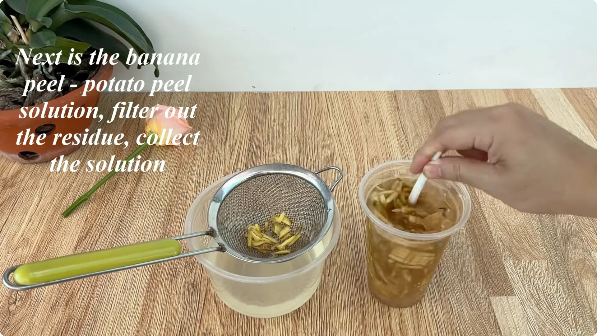 How This Simple Trick Helps Rose Cuttings Root and Bloom Fast screenshot 4