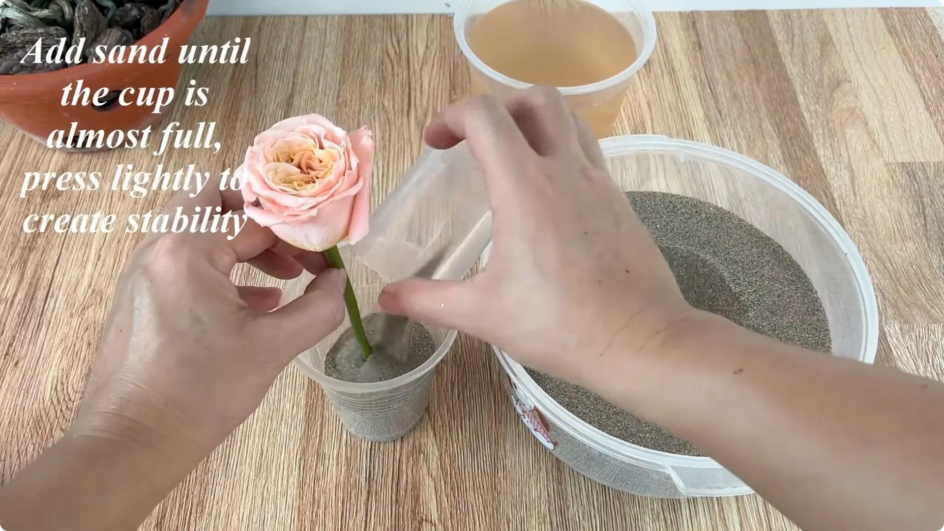 How This Simple Trick Helps Rose Cuttings Root and Bloom Fast screenshot 5