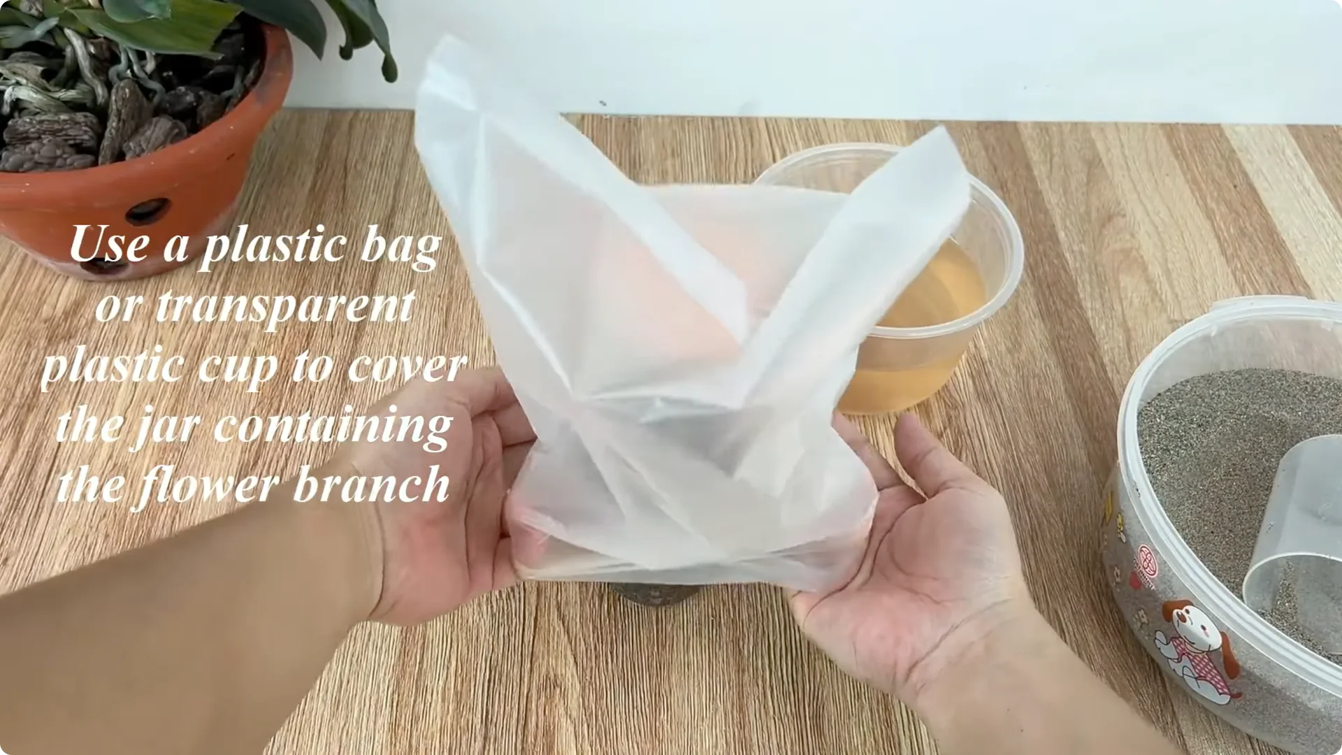 How This Simple Trick Helps Rose Cuttings Root and Bloom Fast screenshot 6