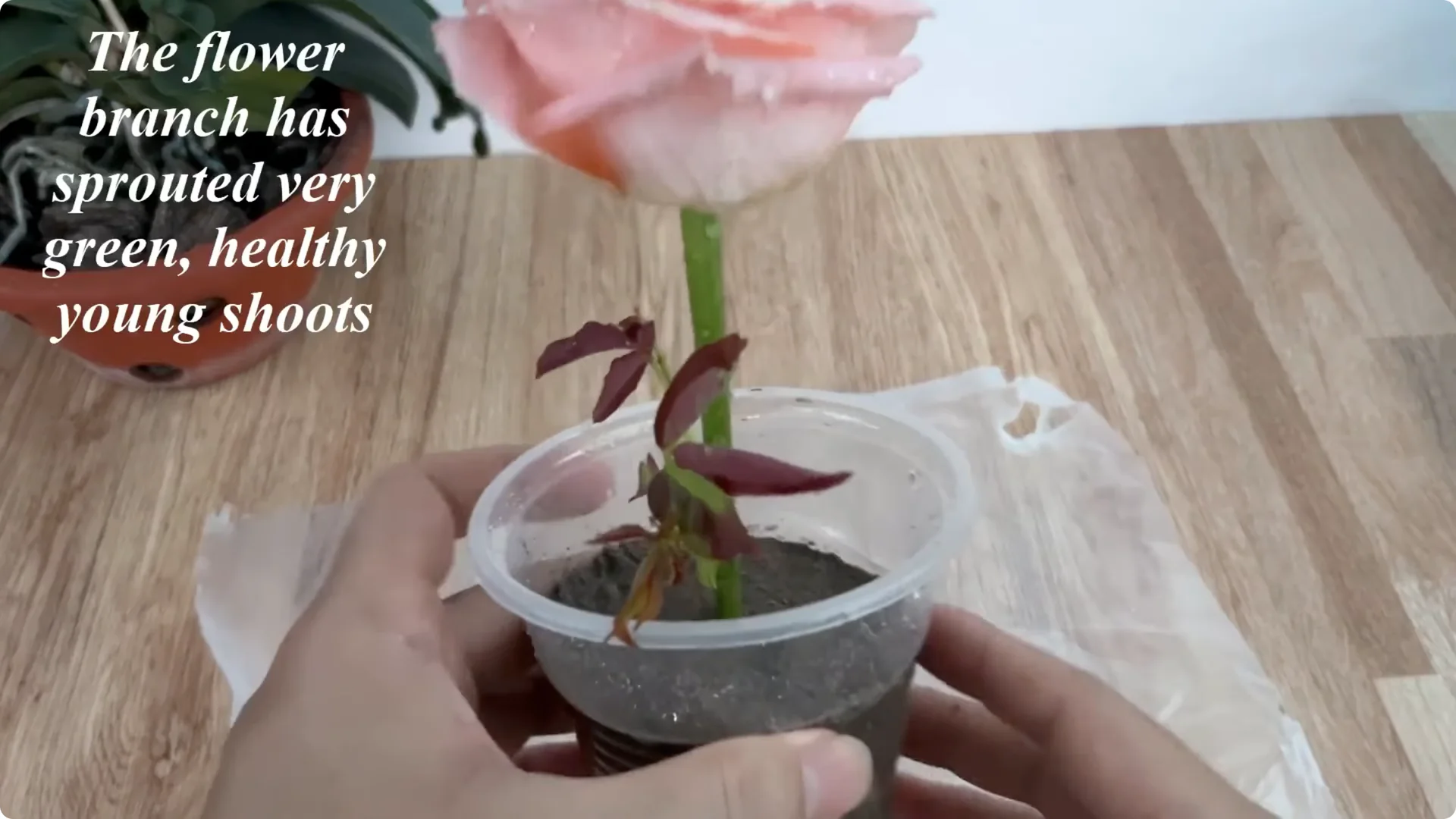 How This Simple Trick Helps Rose Cuttings Root and Bloom Fast screenshot 7