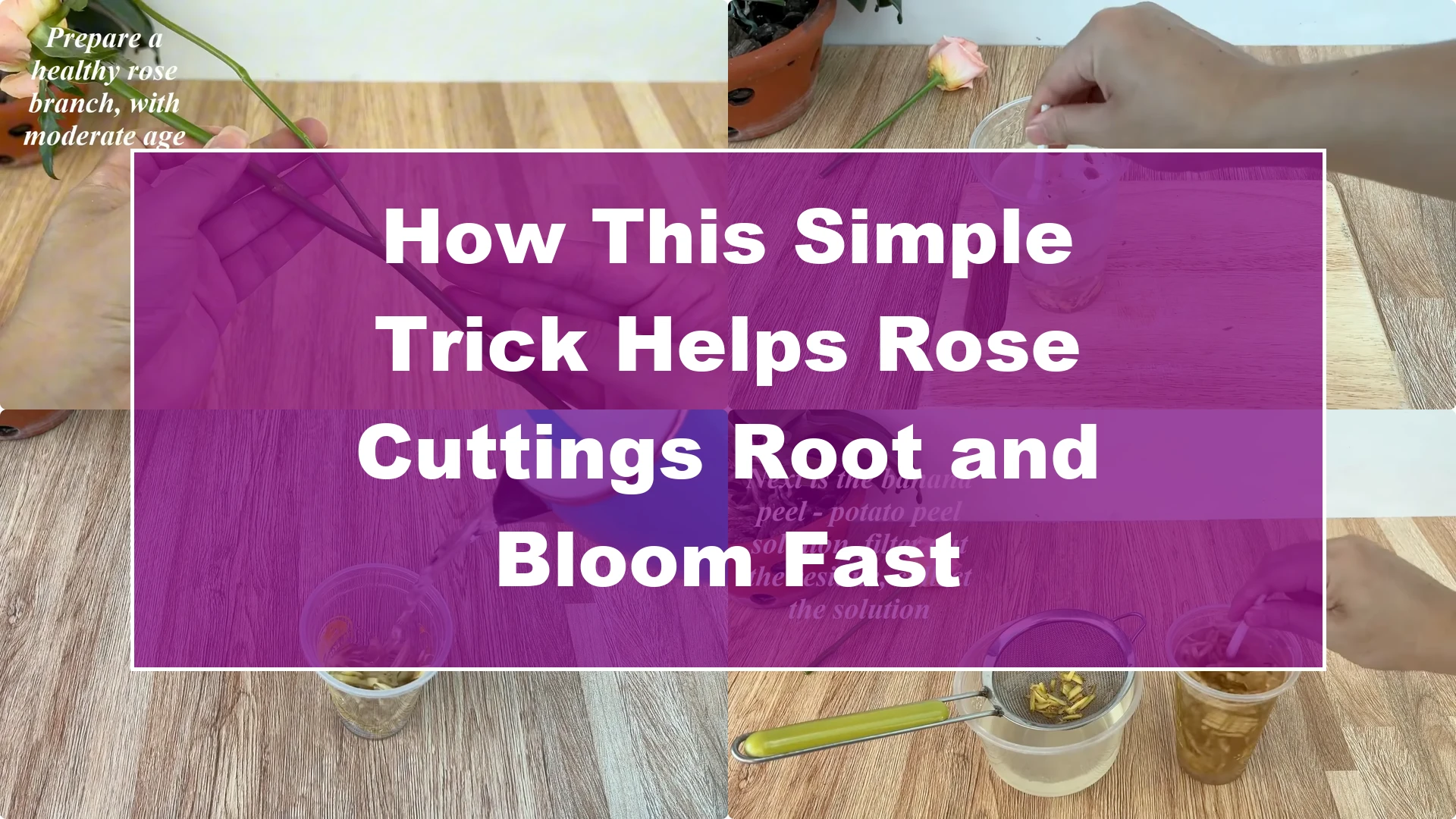 How This Simple Trick Helps Rose Cuttings Root and Bloom Fast - Featured Image