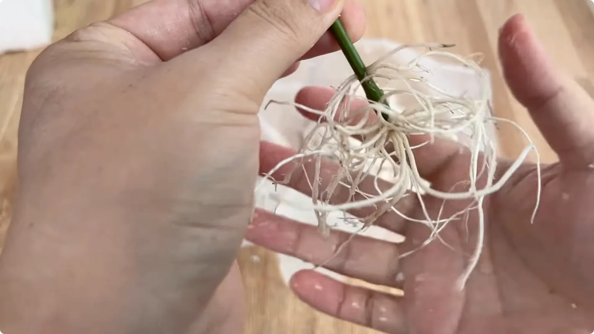 How to Easily Propagate Roses for Stunning Results screenshot 10