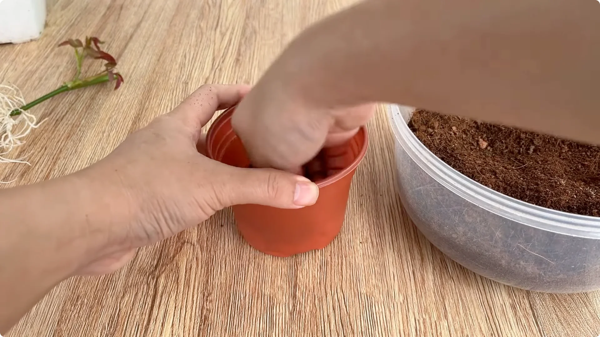 How to Easily Propagate Roses for Stunning Results screenshot 11