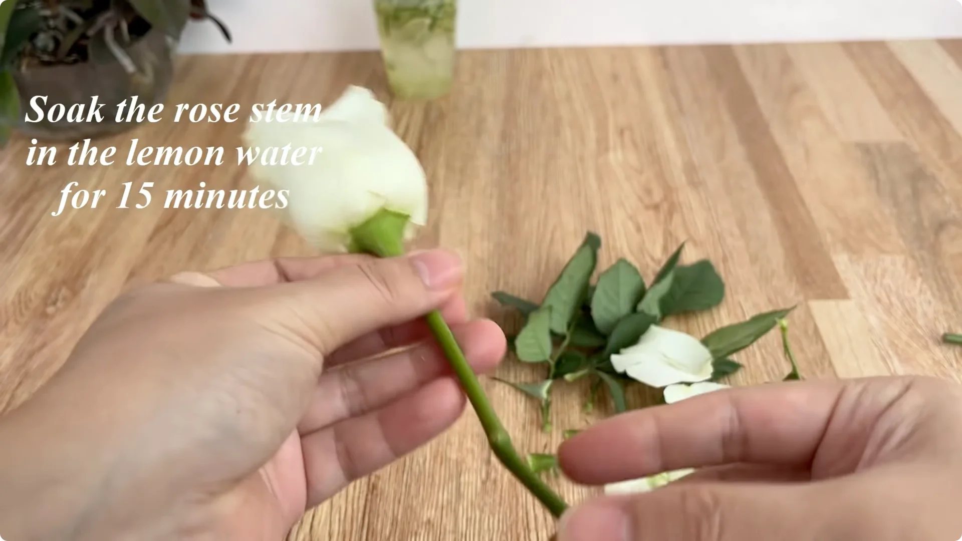 How to Easily Propagate Roses for Stunning Results screenshot 3