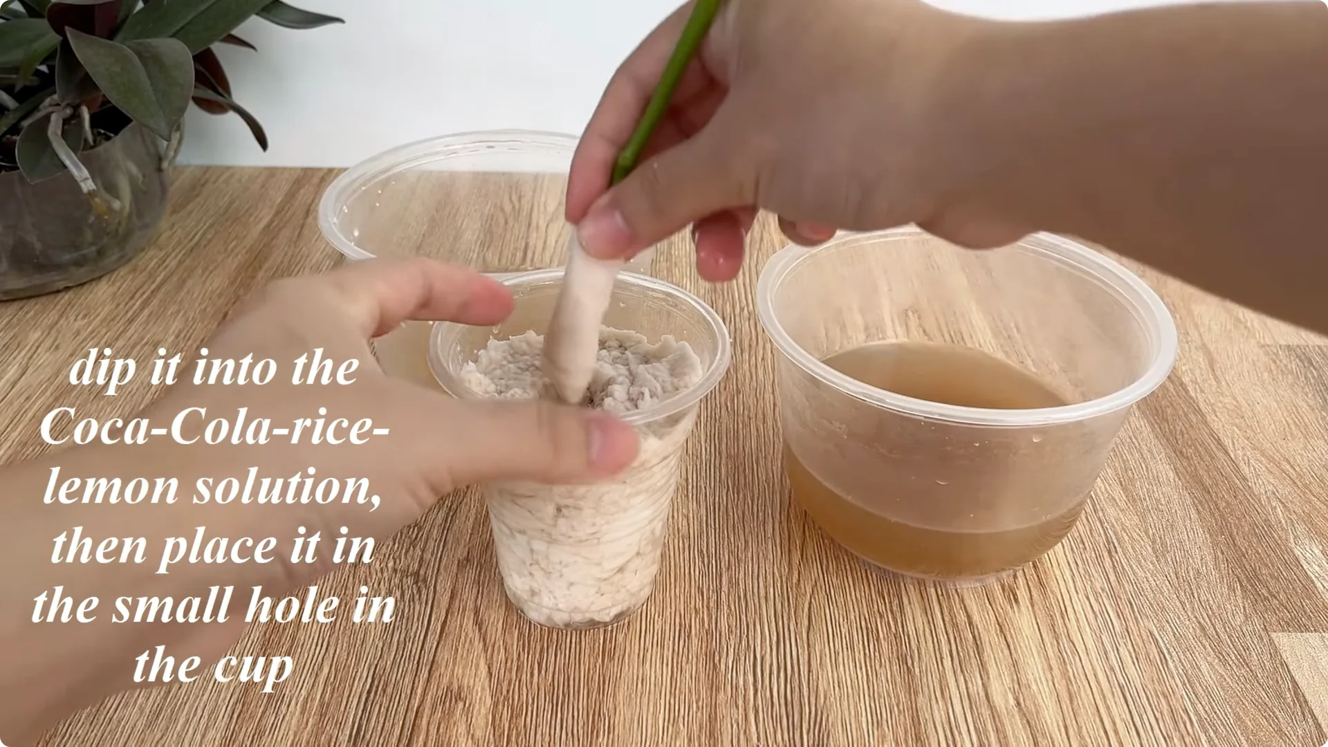 How to Easily Propagate Roses for Stunning Results screenshot 7