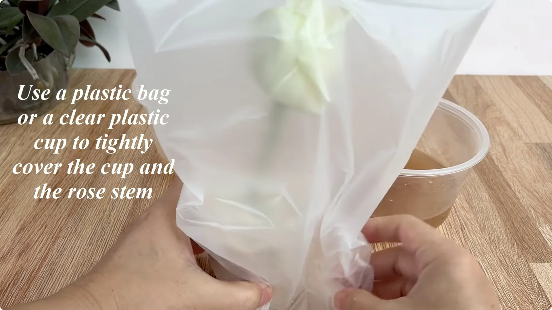 How to Easily Propagate Roses for Stunning Results screenshot 8