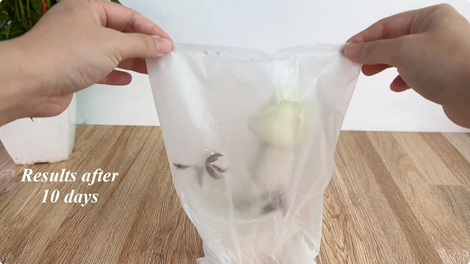 How to Easily Propagate Roses for Stunning Results screenshot 9