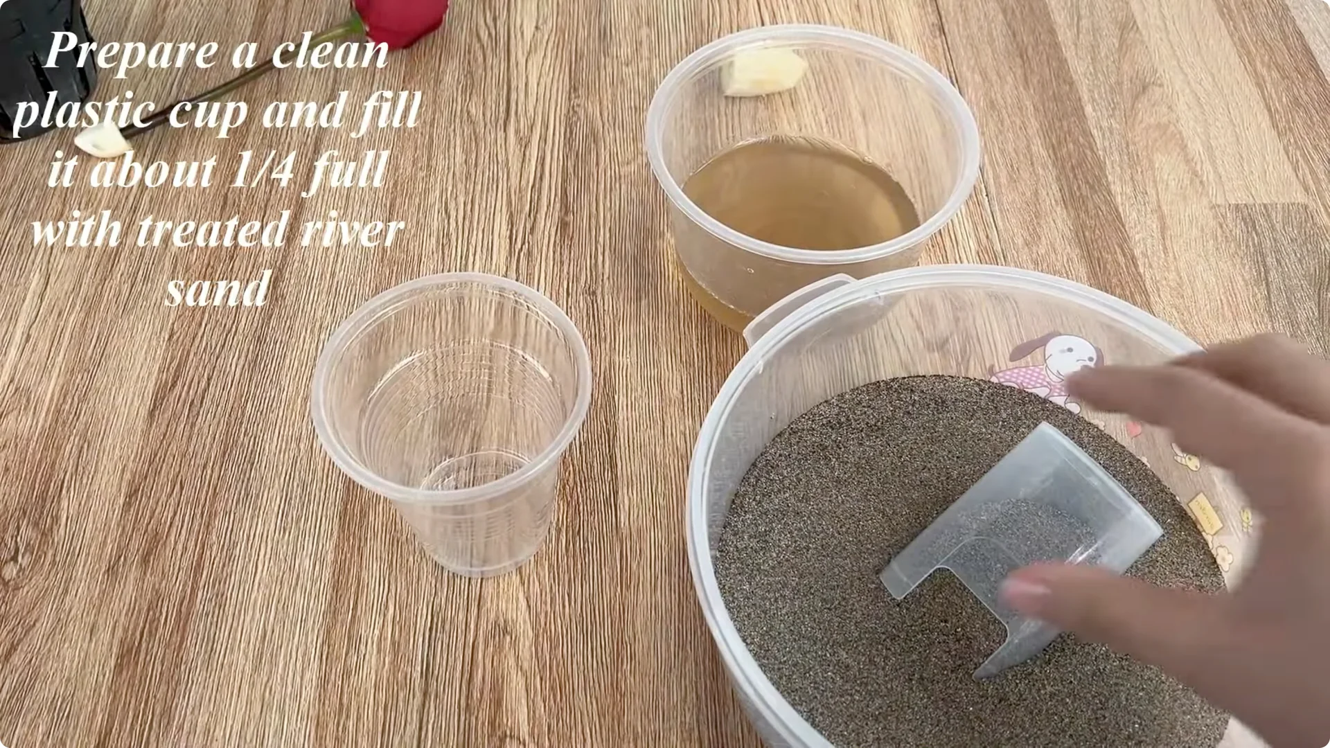 How to Easily Propagate Roses with This Simple Method screenshot 14