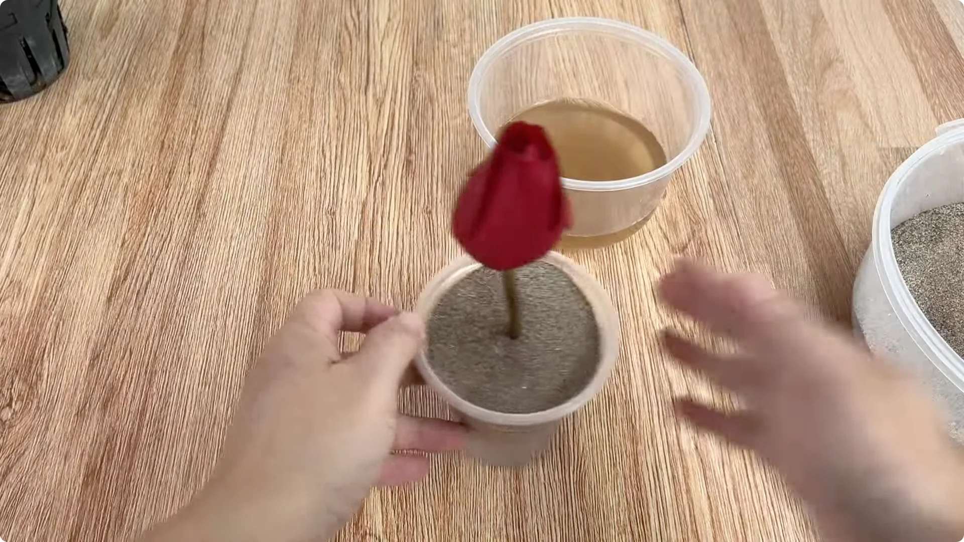 How to Easily Propagate Roses with This Simple Method screenshot 16
