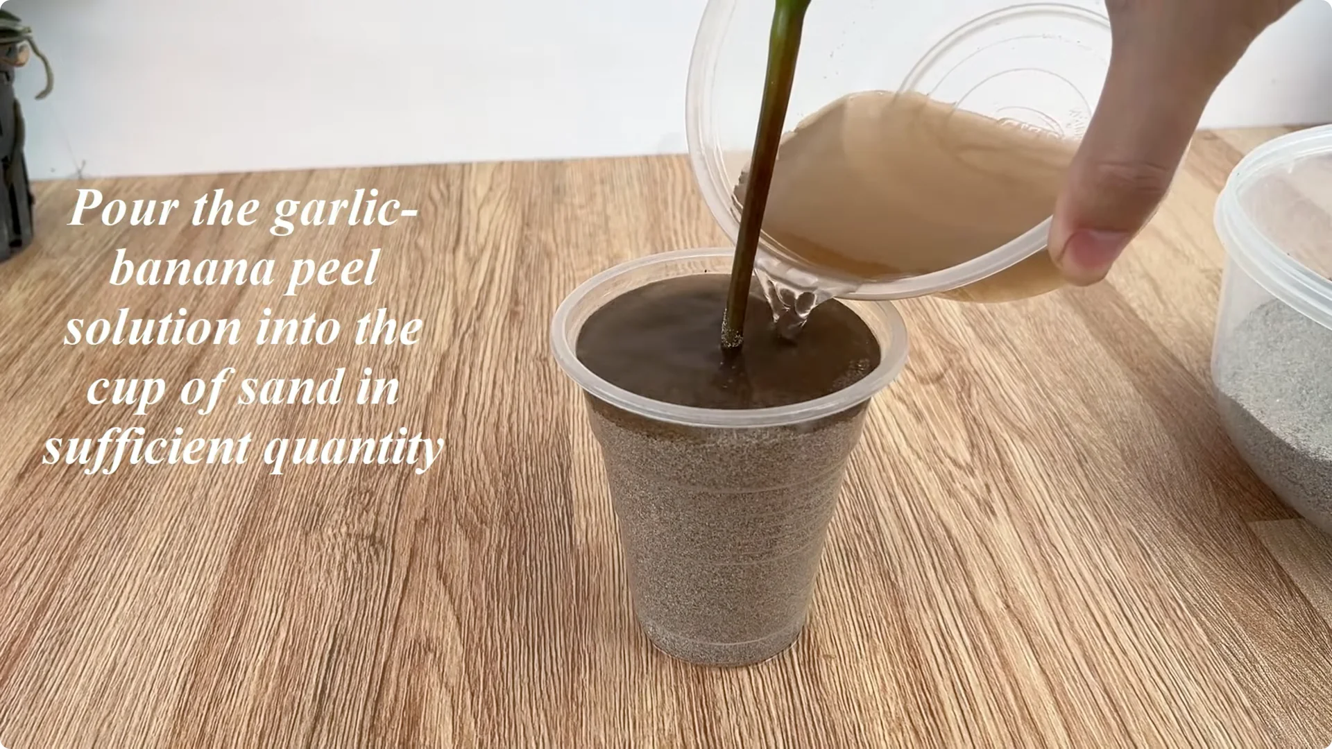 How to Easily Propagate Roses with This Simple Method screenshot 17