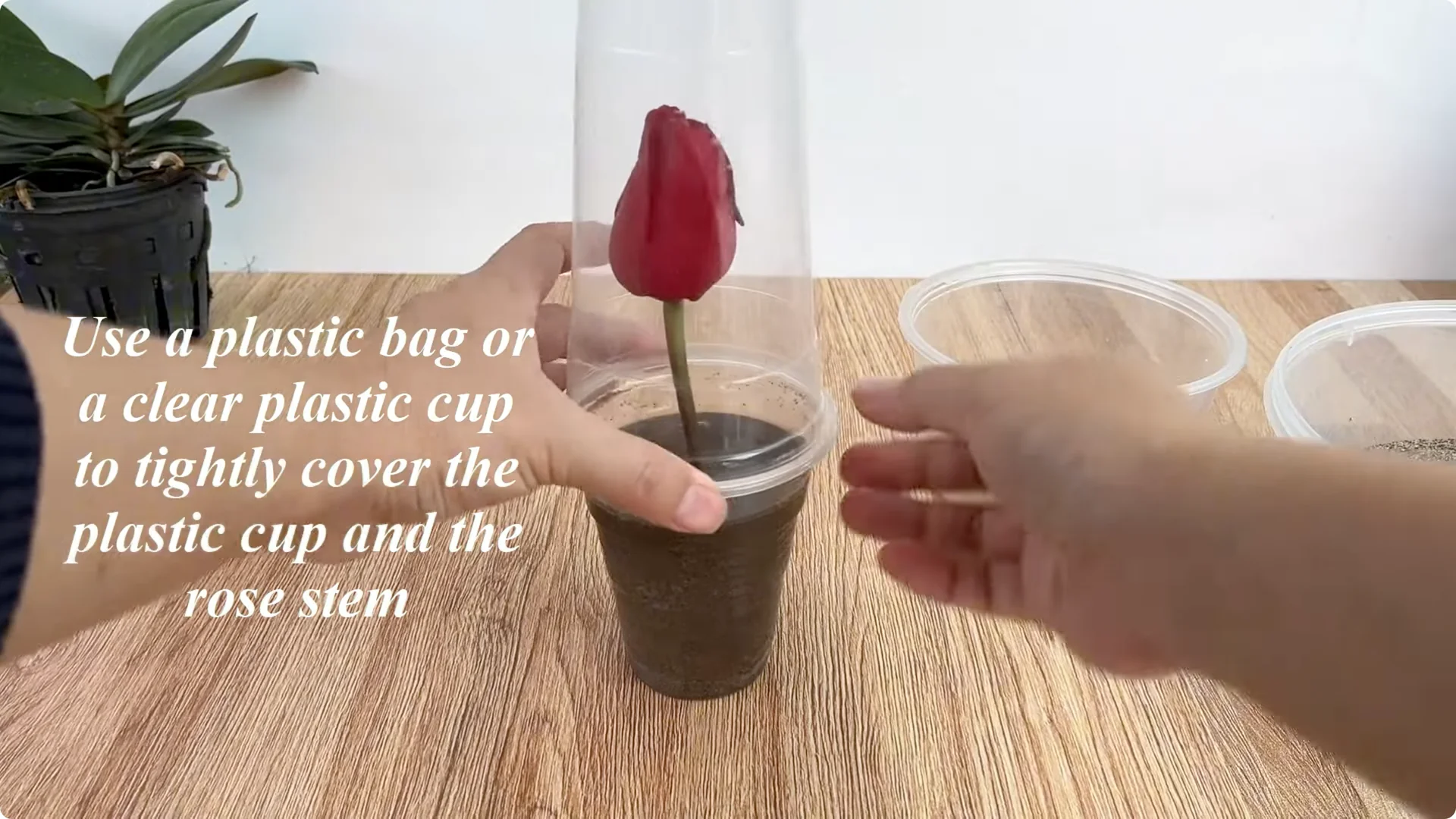 How to Easily Propagate Roses with This Simple Method screenshot 19