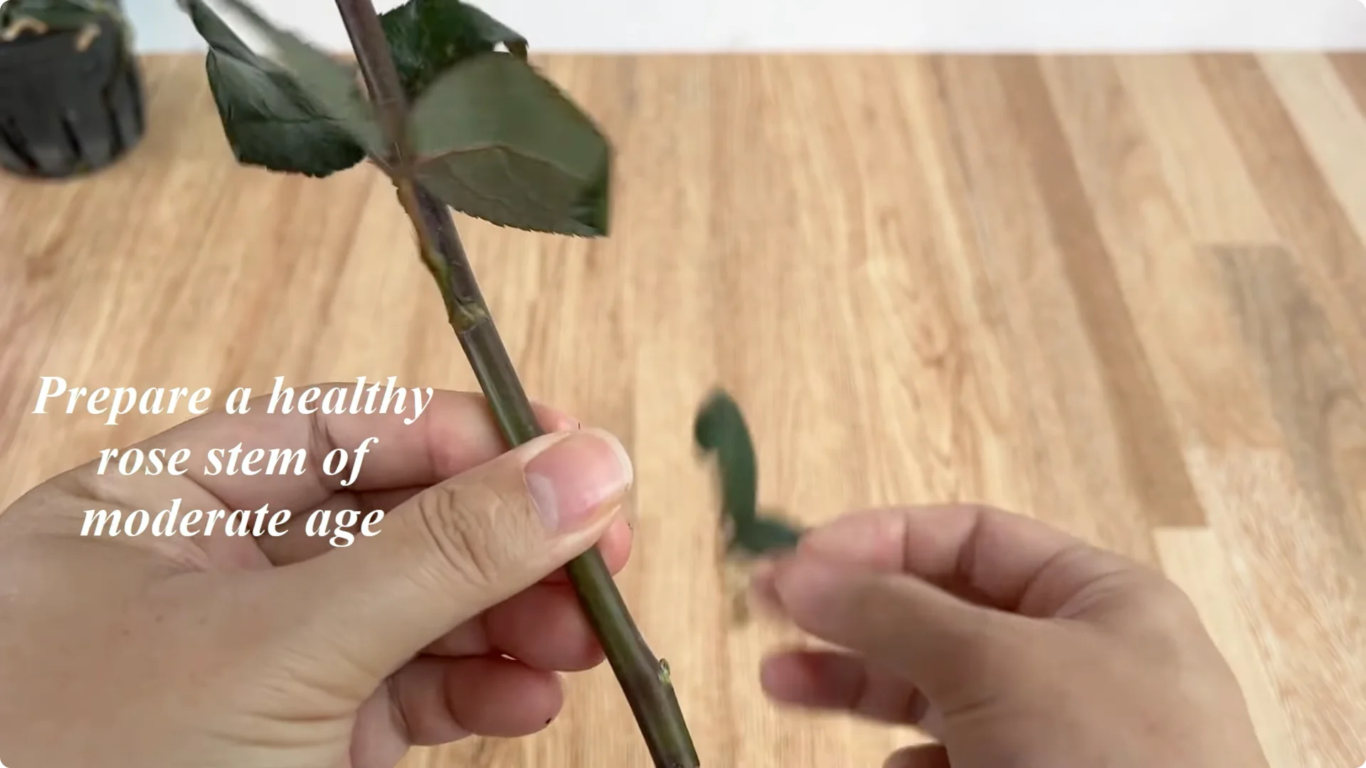 How to Easily Propagate Roses with This Simple Method screenshot 2