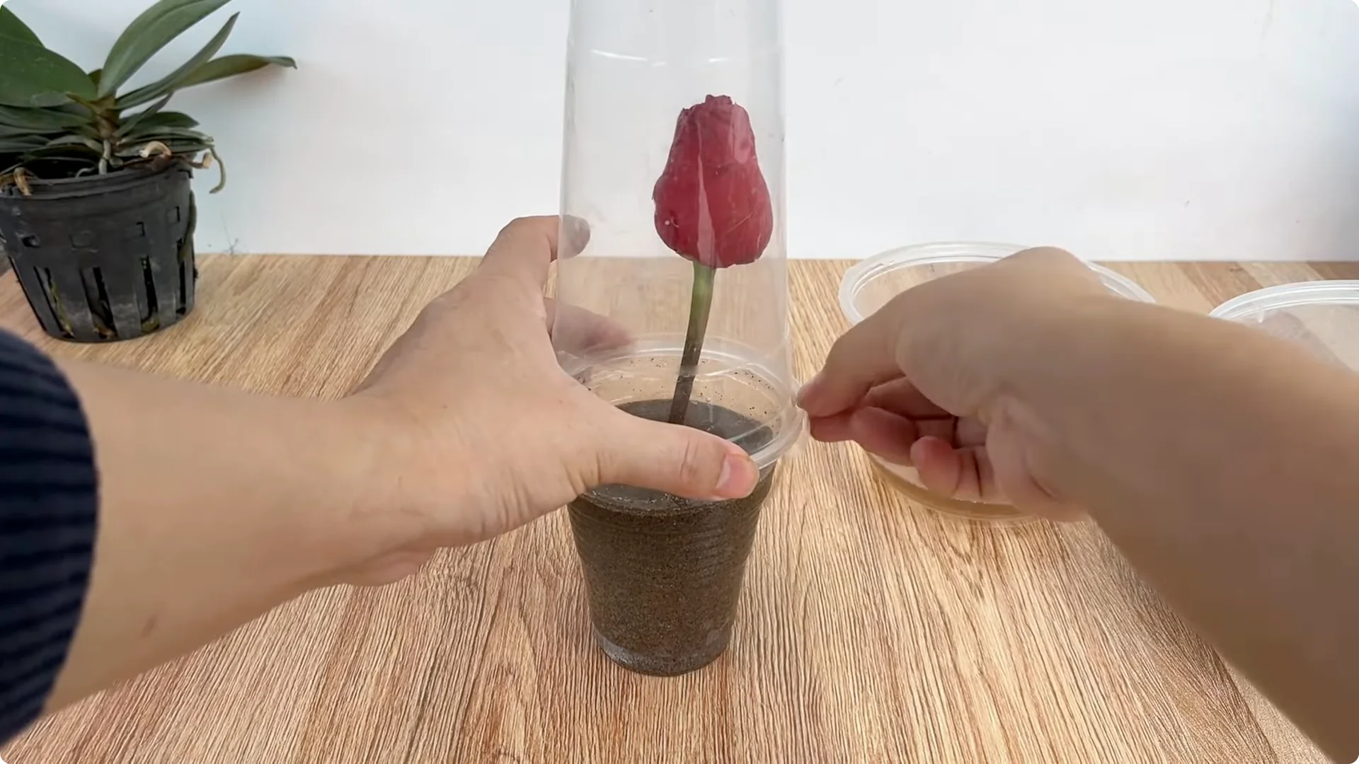 How to Easily Propagate Roses with This Simple Method screenshot 20