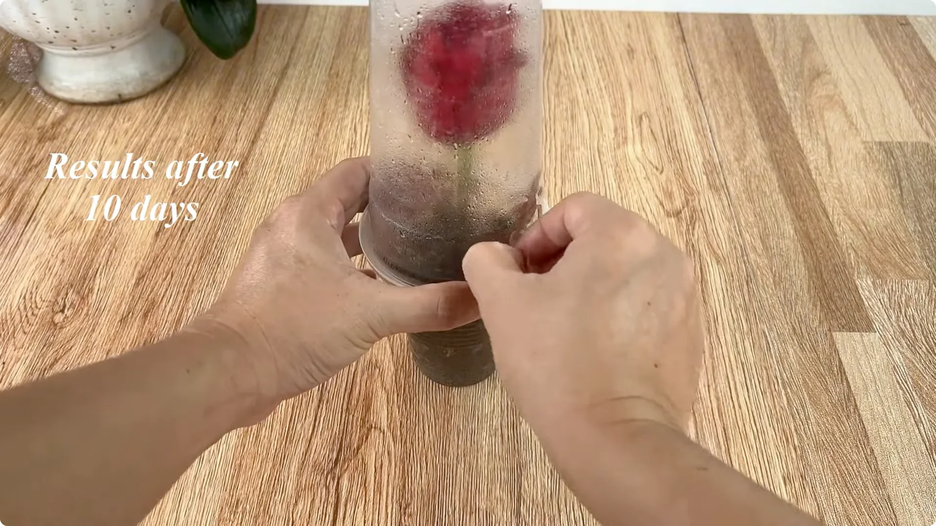 How to Easily Propagate Roses with This Simple Method screenshot 21