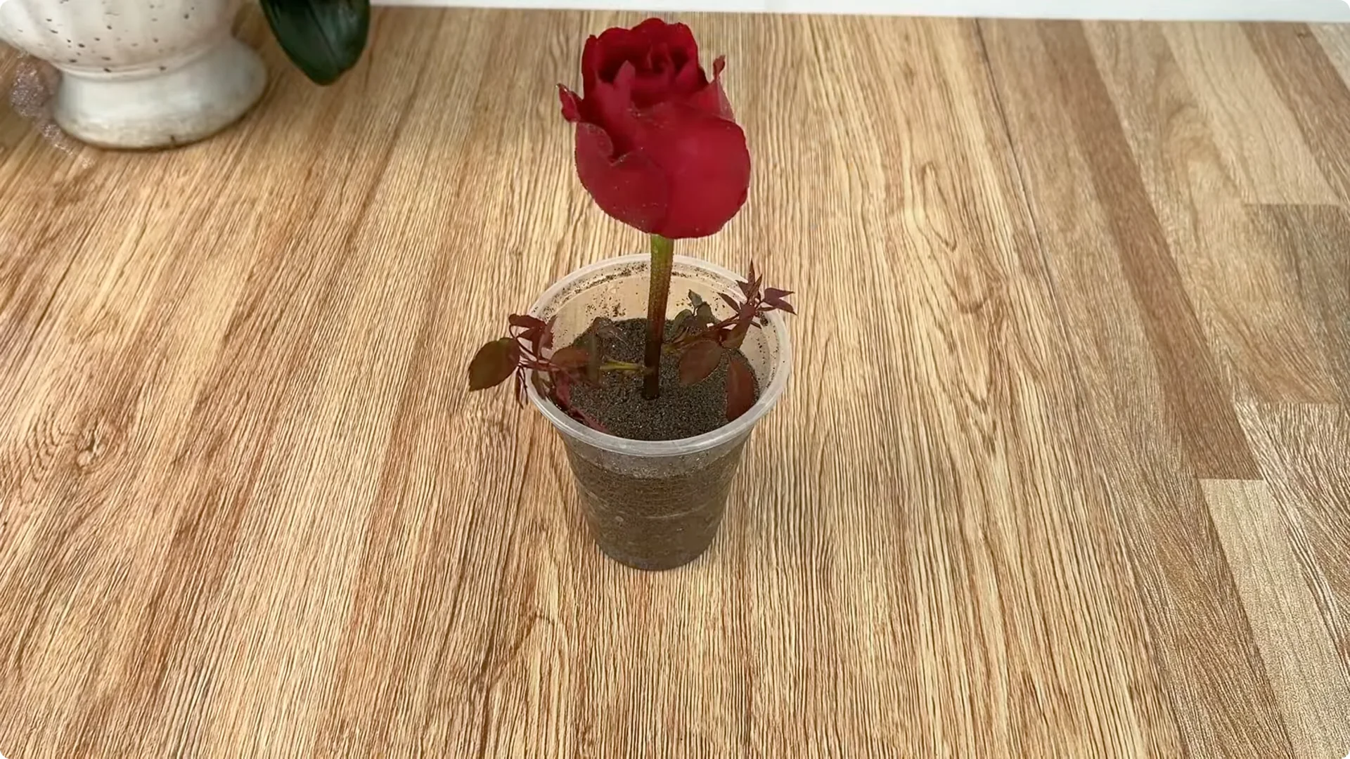 How to Easily Propagate Roses with This Simple Method screenshot 22
