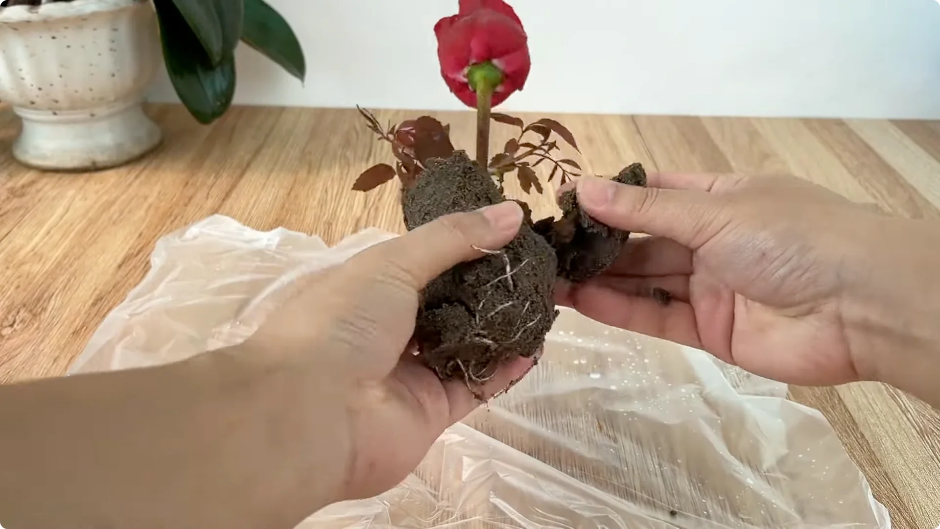 How to Easily Propagate Roses with This Simple Method screenshot 23