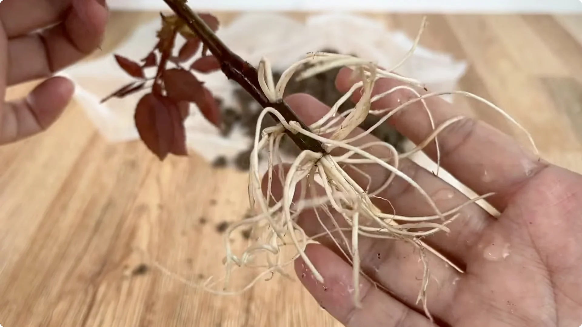 How to Easily Propagate Roses with This Simple Method screenshot 24