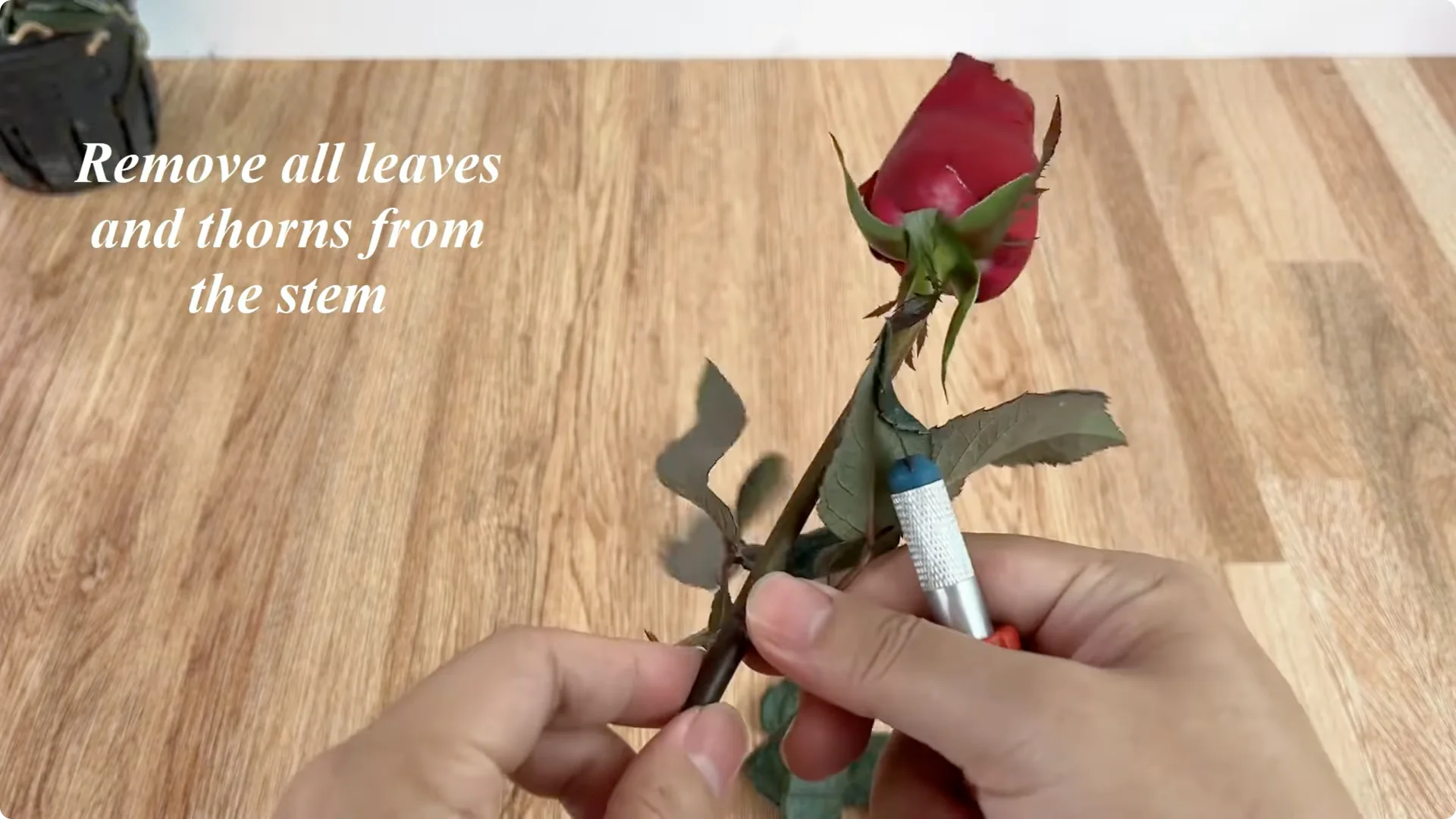 How to Easily Propagate Roses with This Simple Method screenshot 3