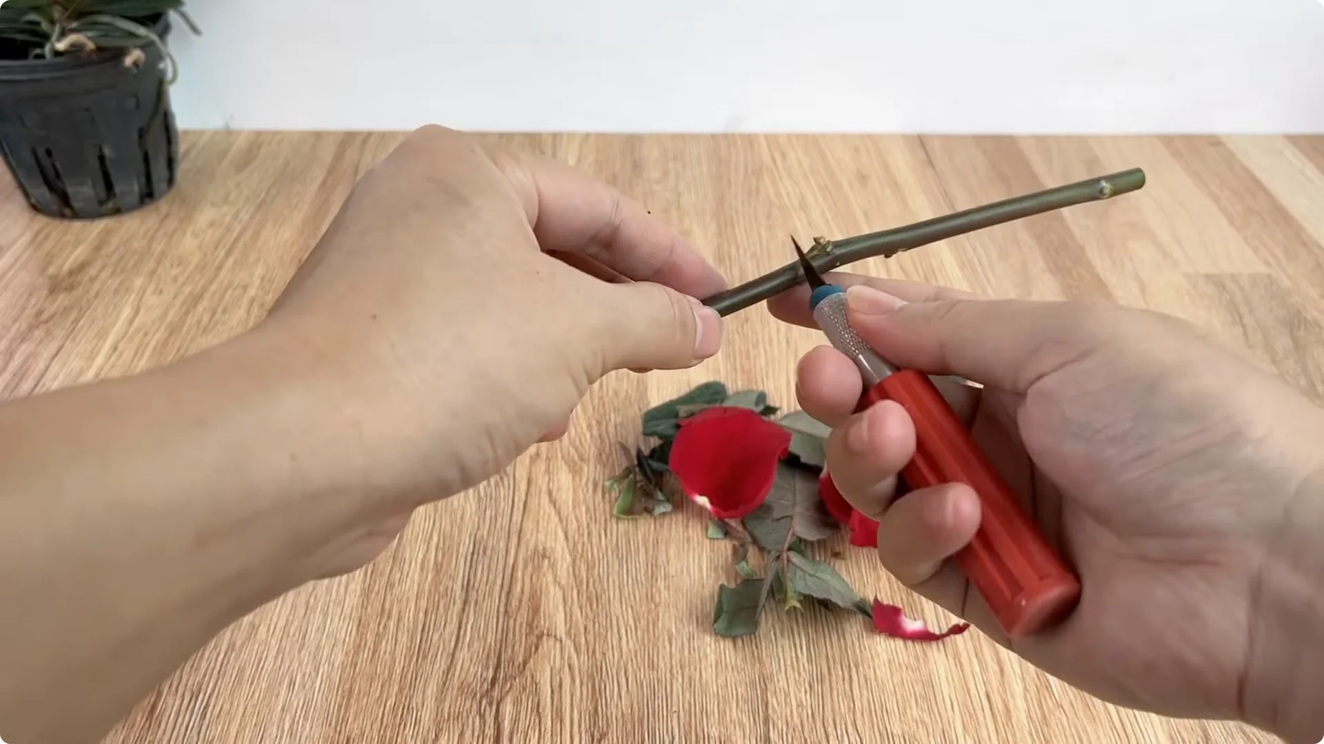 How to Easily Propagate Roses with This Simple Method screenshot 4