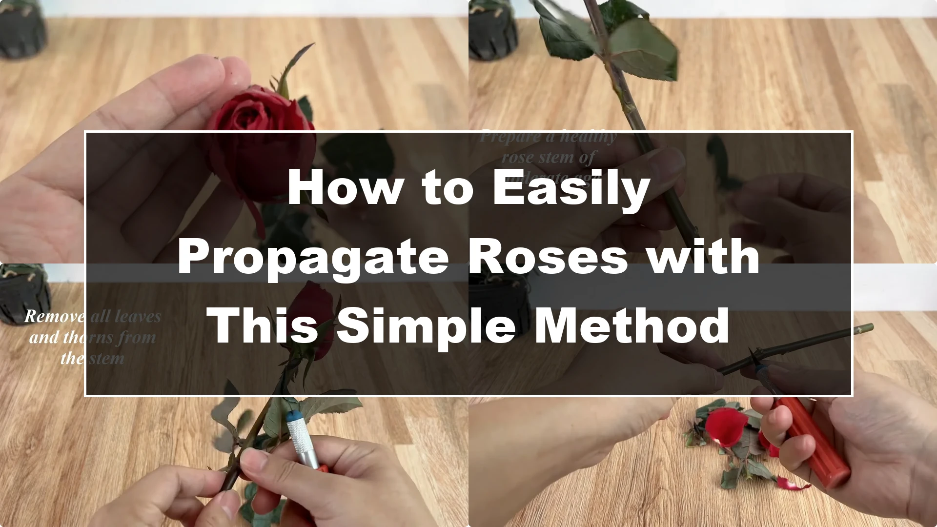 How to Easily Propagate Roses with This Simple Method - Featured Image