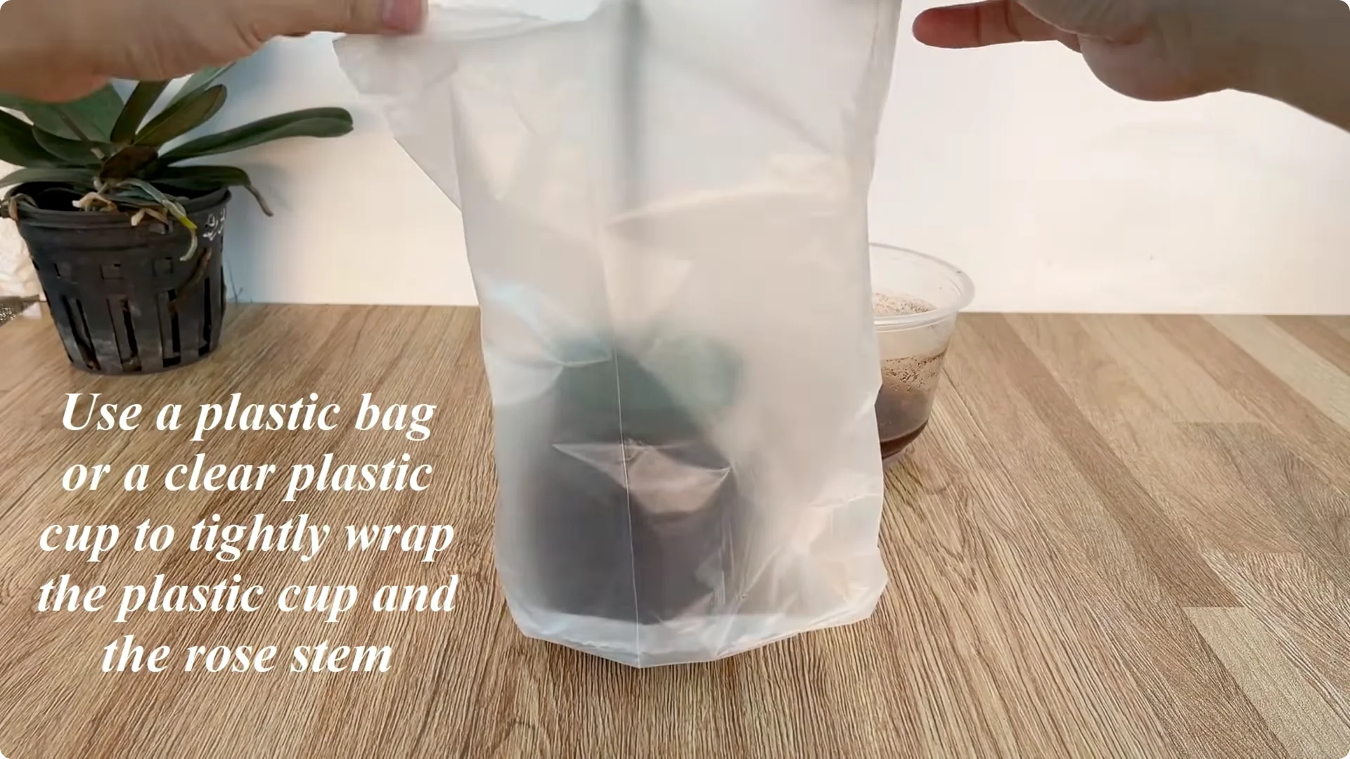 How to Help Rose Cuttings Root and Sprout Fast screenshot 5