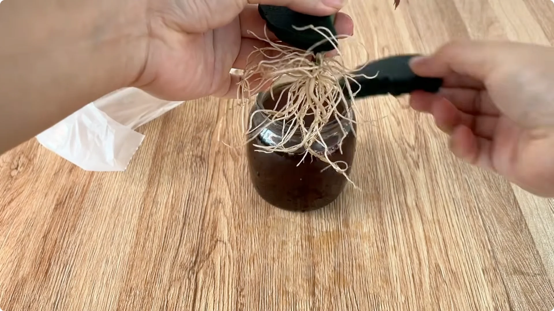 How to Help Rose Cuttings Root and Sprout Fast screenshot 7
