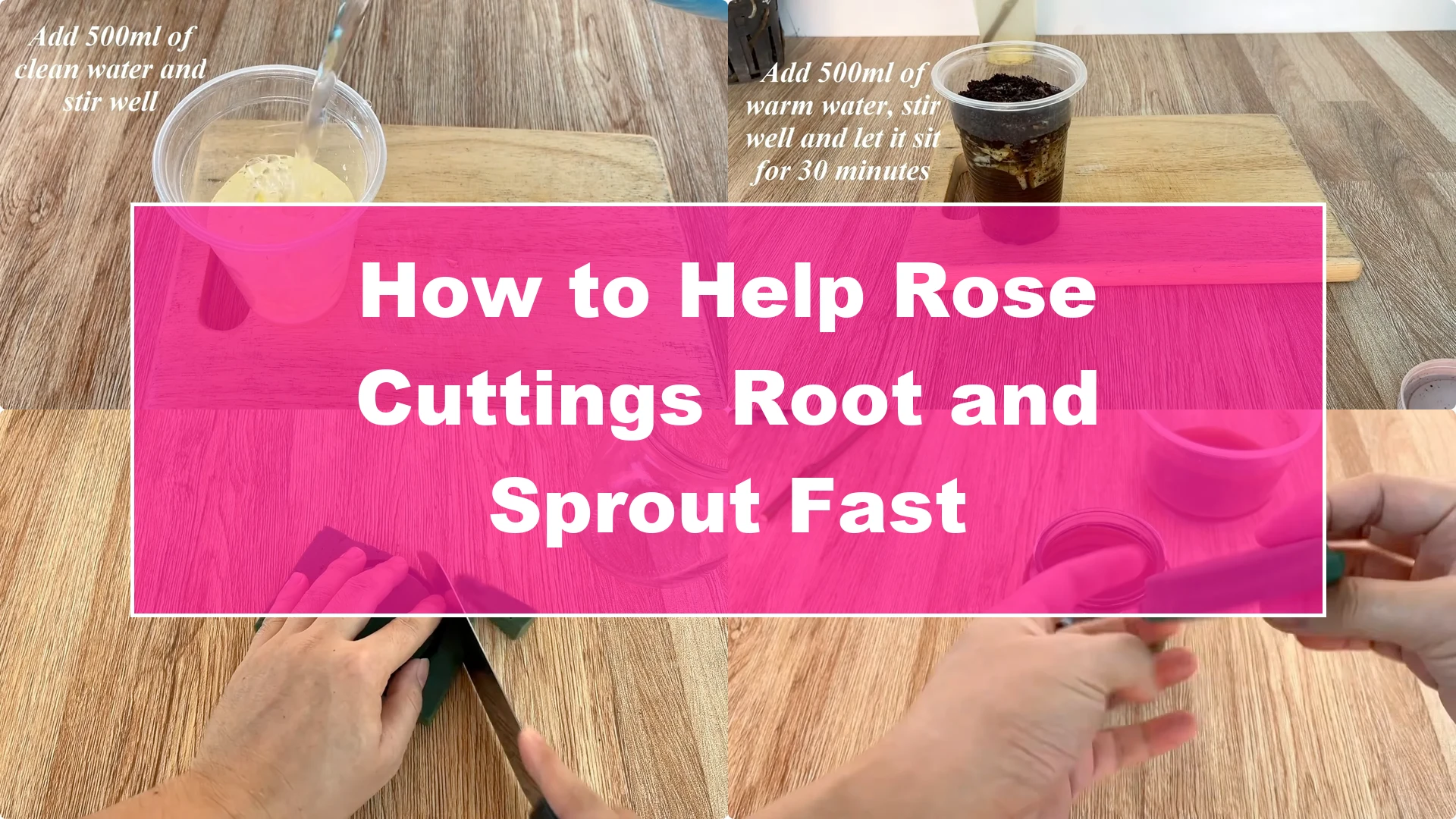 How to Help Rose Cuttings Root and Sprout Fast - Featured Image