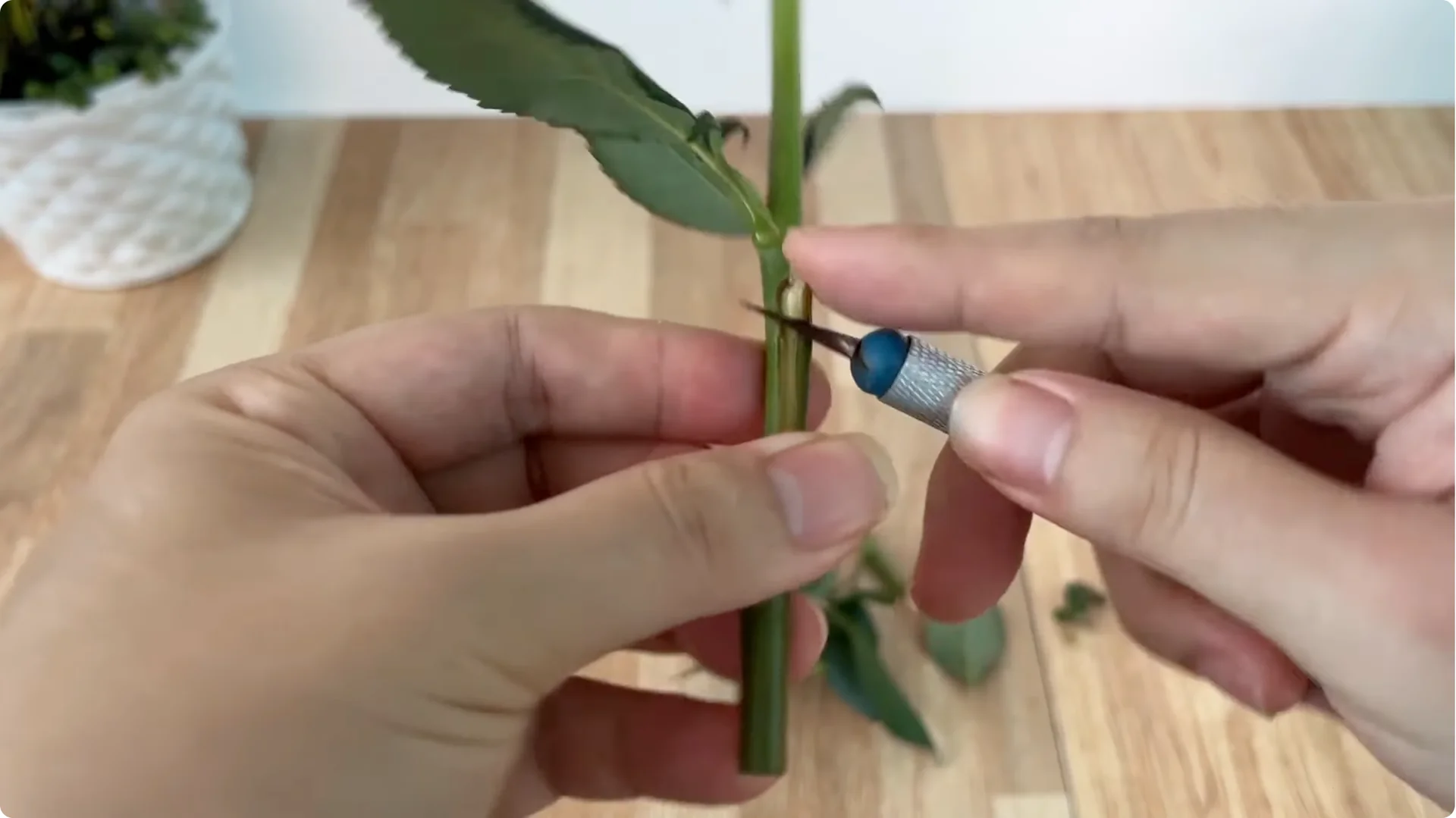 How to Help Rose Cuttings Root Faster and Healthier screenshot 1