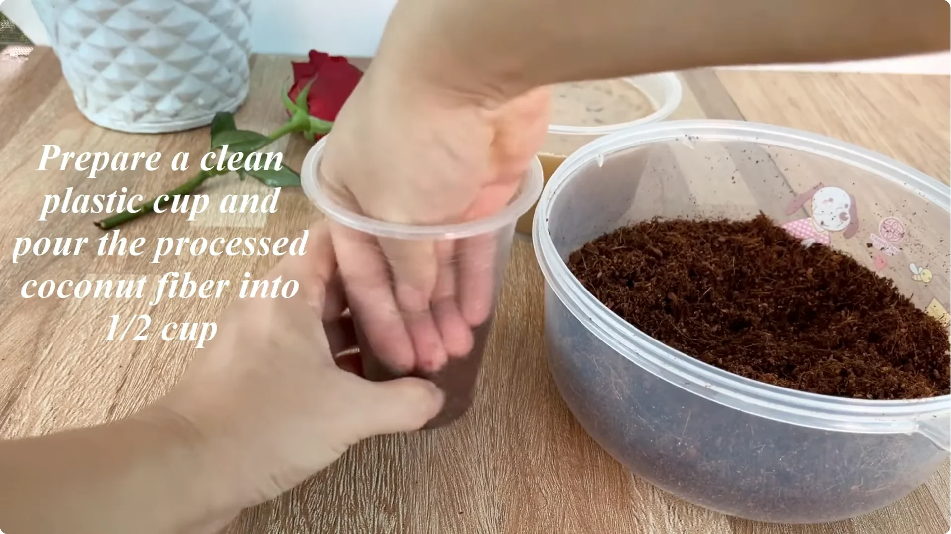 How to Help Rose Cuttings Root Faster and Healthier screenshot 5