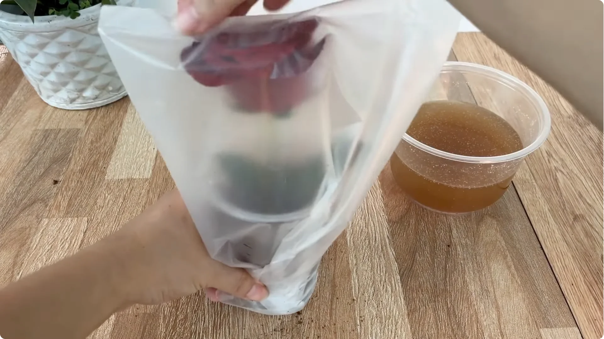 How to Help Rose Cuttings Root Faster and Healthier screenshot 6