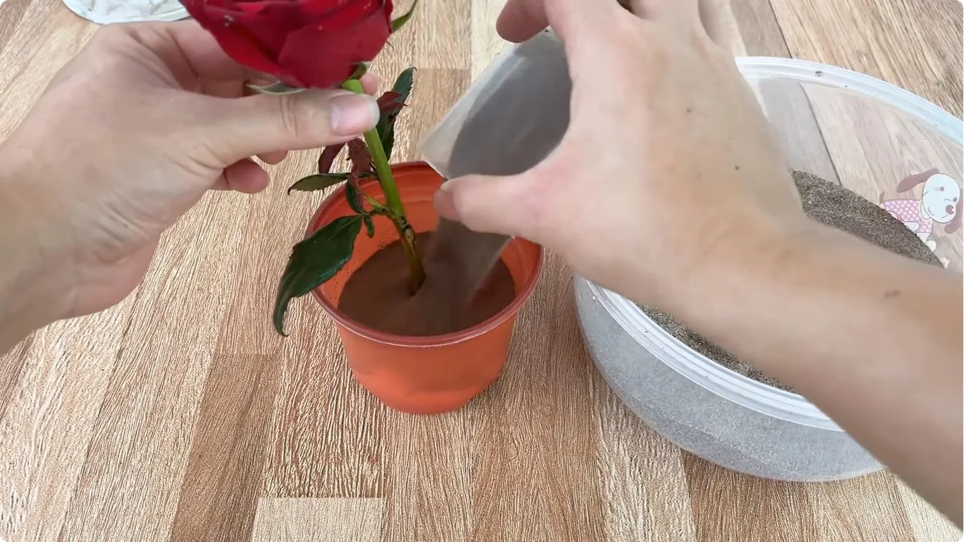 How to Help Rose Cuttings Root Faster and Healthier screenshot 8
